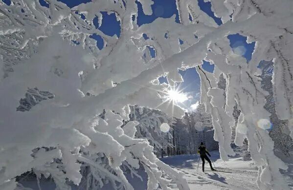 Trees in the winter. 2023 Многообразный мир. / Пейзажи, путешествия. Юмор. VK