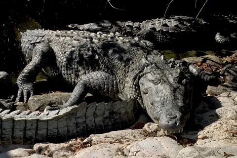 Красные и черные крокодилы