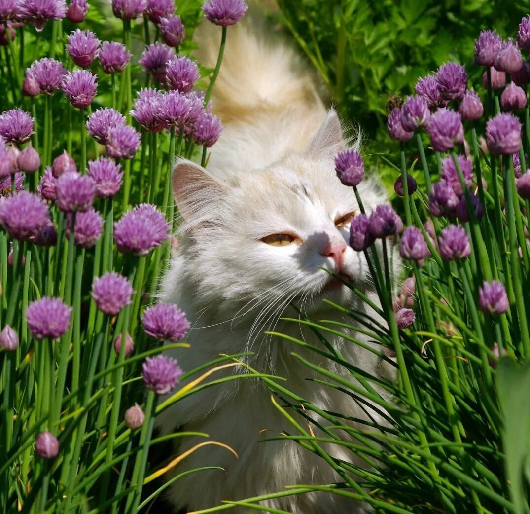 Кошка бесплатная живая. Весенний кот. Котик в цветах. Кошечка с цветами.