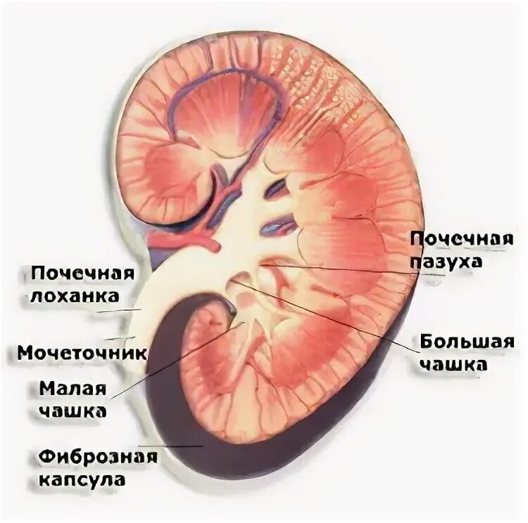 Почечная пазуха и почечная лоханка. Почечная пазуха анатомия. Структуры расположенные в почечной пазухе.