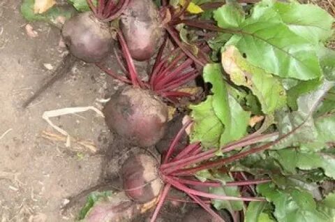 Какую свеклу посадить под зиму