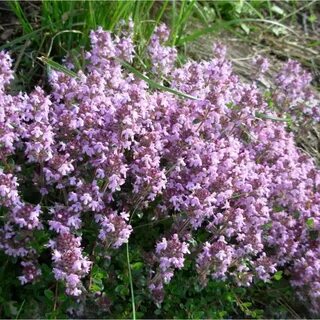 Thymus vulgaris