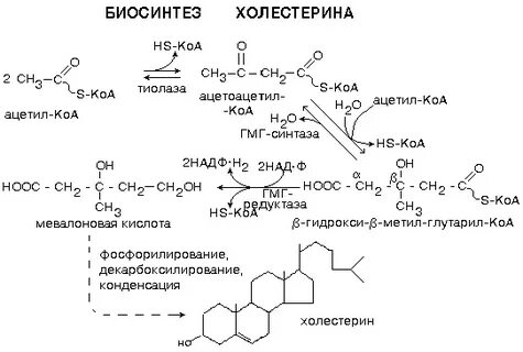 Биосинтез холестерина