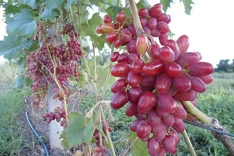 Виноград арк