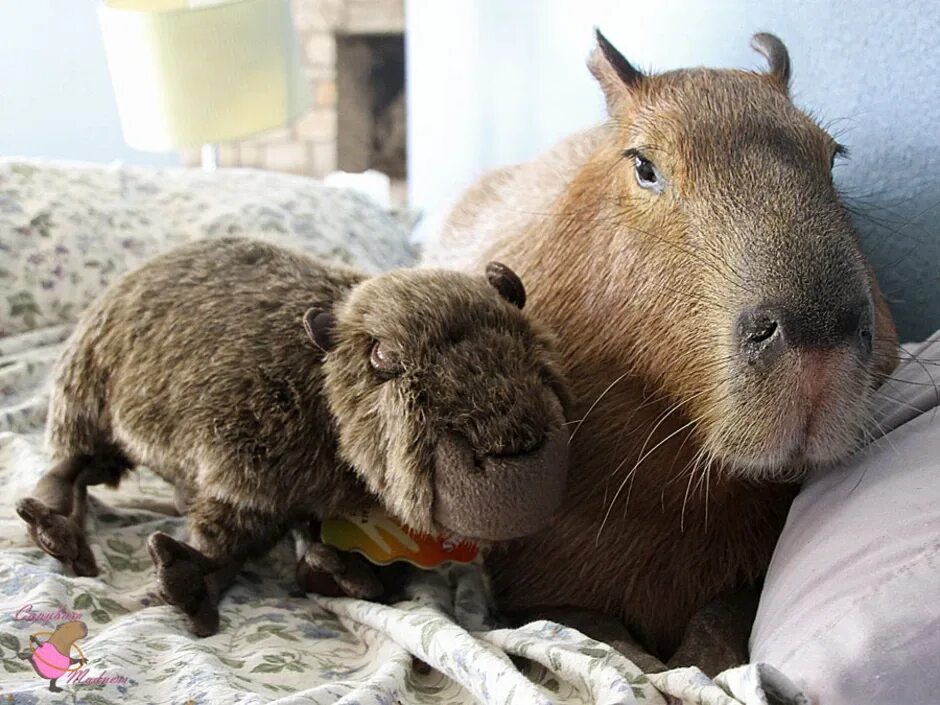 Капибара. Капибара свинковые. Капибара и морская Свинка. Капибара и кролик. My pets capybaras