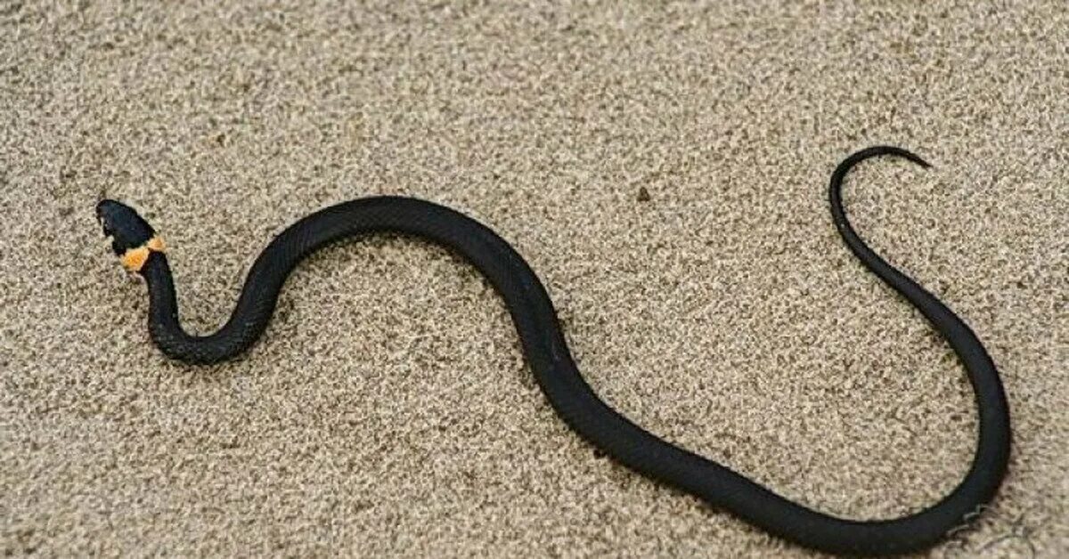 Что означает черная змея. Змея гадюка маленькая черная. Уж гадюка ящерица. Гадюка обыкновенная черная с желтыми. Змея ужик обыкновенный.
