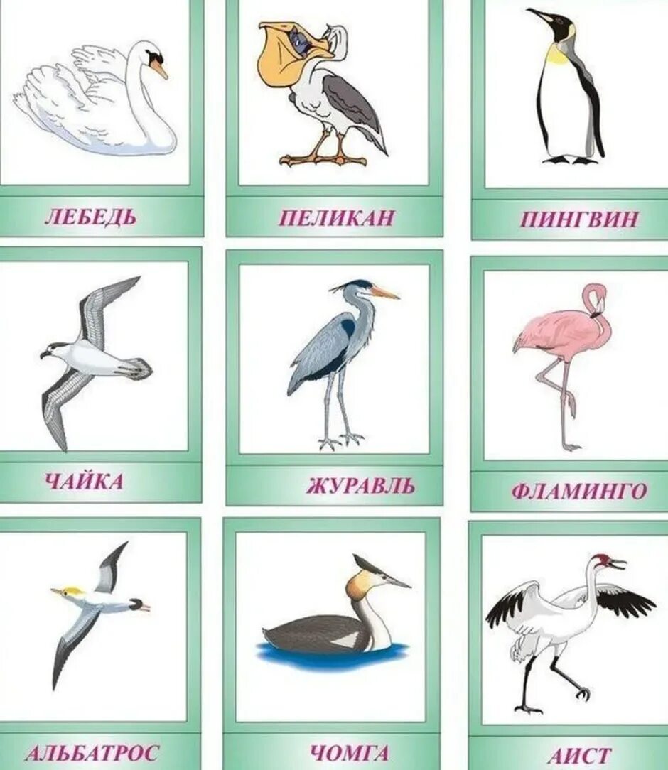 Перелётные водоплавкйщие птицы. Водоплавающие птицы для дошкольников. Картинки водоплавающих птиц для дошкольников. Водоплавающие перелетные птицы для дошкольников. Водоплавающие птицы для дошкольников.