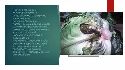 Заболевание растений животных человека вызывают
