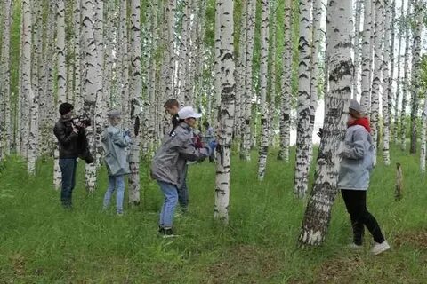 Березовая роща уровень организации