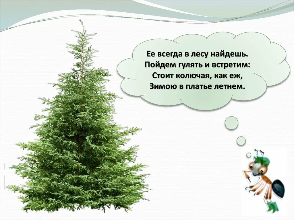 Объяснение ели. Стих про ель для детей. стих про ель для детей короткие. стихотворение о ели для детей. стихи о ели для детей.