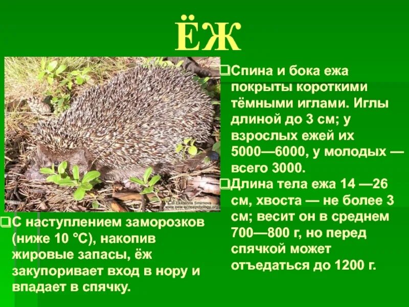 Сколько весит 1 ежик. Информация о ежах. картинка ежа с описанием. описание ежика.