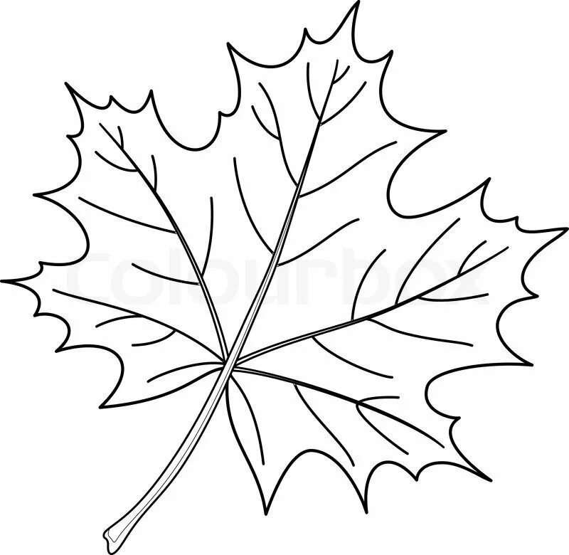 Черно белые картинки листьев. Осенние листья раскраска для детей. Кленовый лист раскраска. Лист клена раскраска для детей. Листья рисунок.