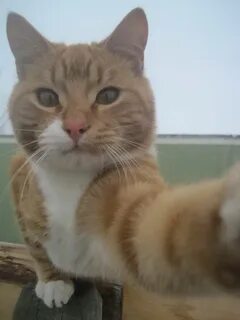 Кот смотрит в камеру
