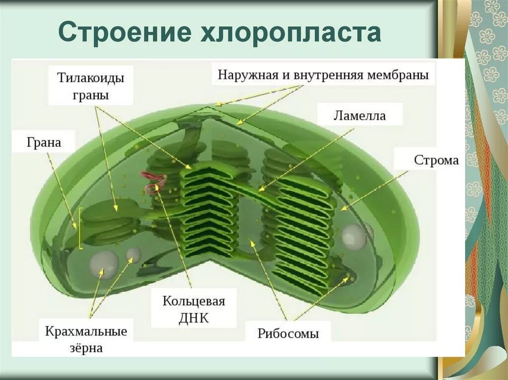 Строение хлоропласта 3д. Строение тилакоиды хлоропластов. Строение хлоропласта Строма. Строение граны в хлоропласте. Уровень организации хлоропласта