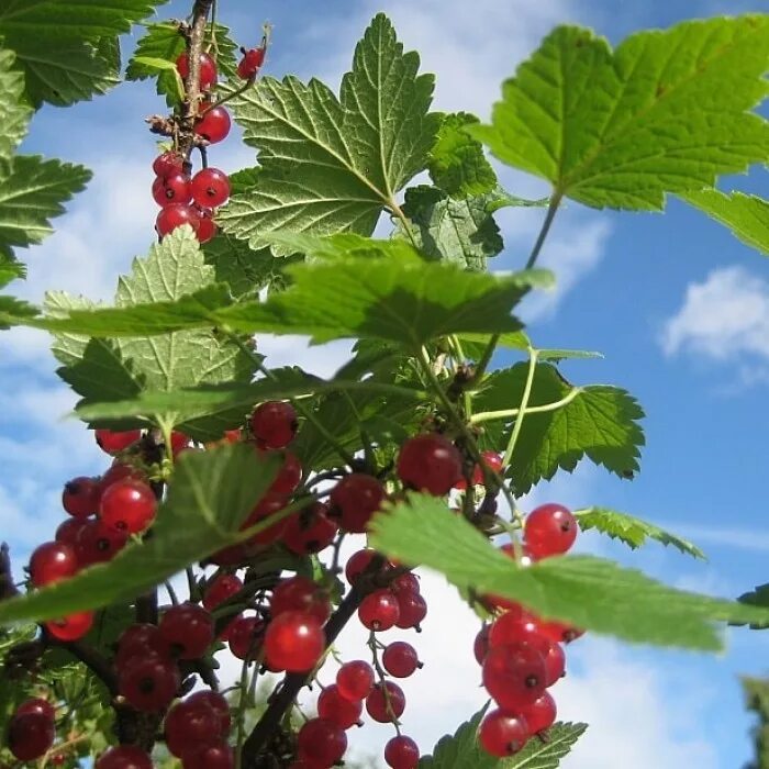 смородина красная 125г. смородина ярославль. смородина в руках. красная смородина в турции. смородина черная черный жемчуг.