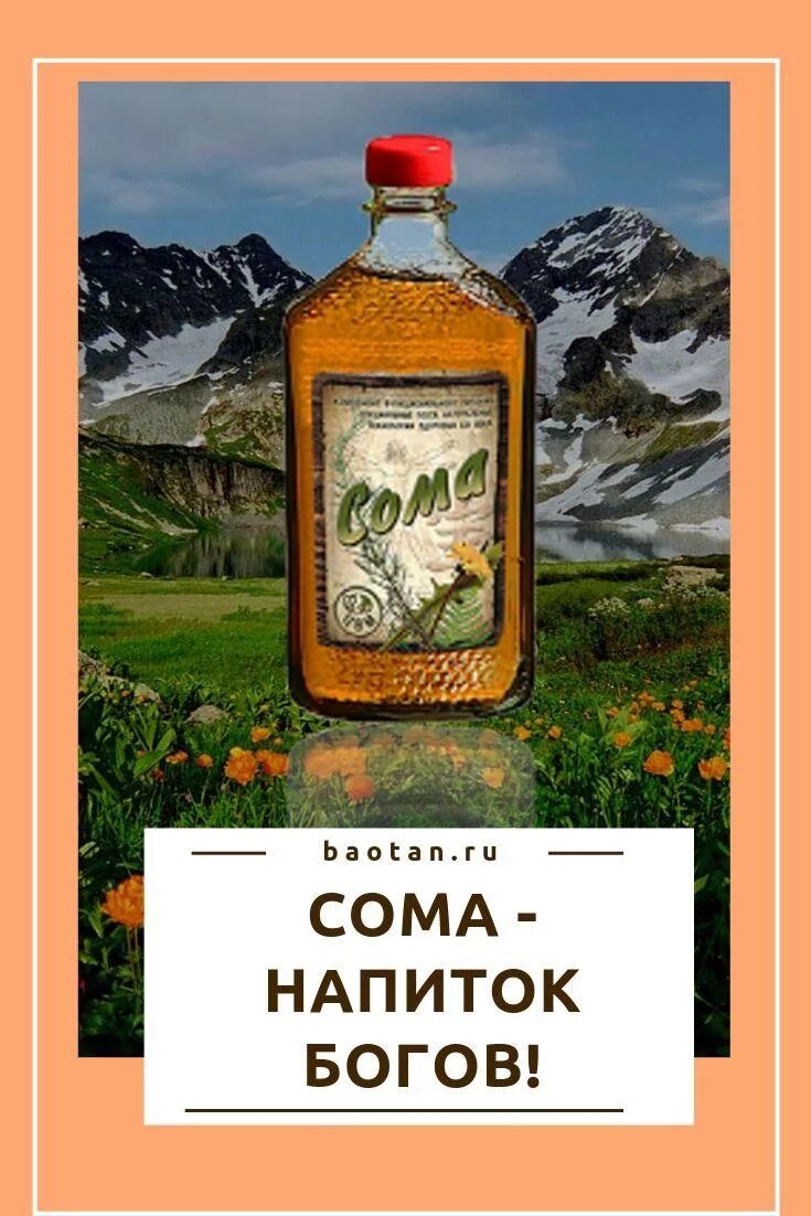 Напиток богов в индии. Священный напиток сома. сома ритуальный напиток. сома напиток богов. сома напиток бессмертия.