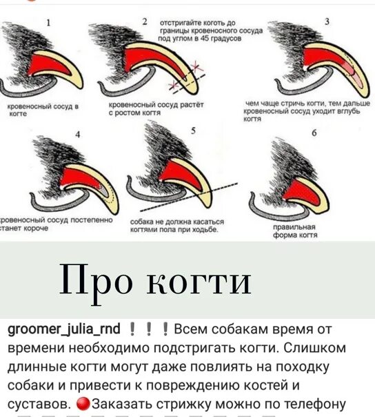 Под каким углом правильно стричь когти кошке. Как правильно обрезать когти котенку. Подстричь когти собаке самостоятельно когтерезом. Как обрезать когти собаке когтерезкой. Как правильно обрезать когти кошке в домашних условиях когтерезкой.