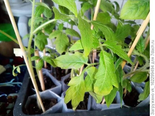 Перелив рассады. Перелив рассады томатов. Грунт для рассады. Перелив рассады. Синюшная рассада томатов.