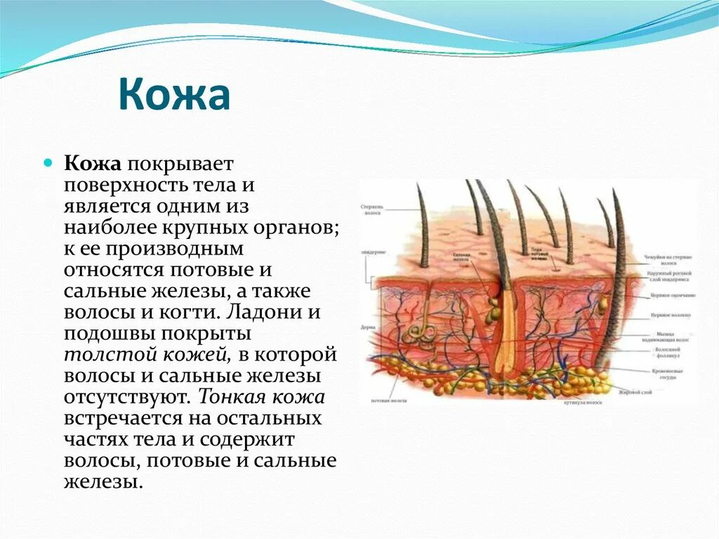 Строение и функции производных кожи. Строение кожи.производные кожи. Схема строения кожи и ее производные. 2. Строение кожи и ее производных.. Структурные компоненты кожи и ее производных.