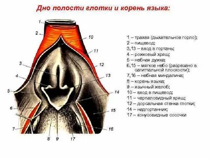 Глотка млекопитающих