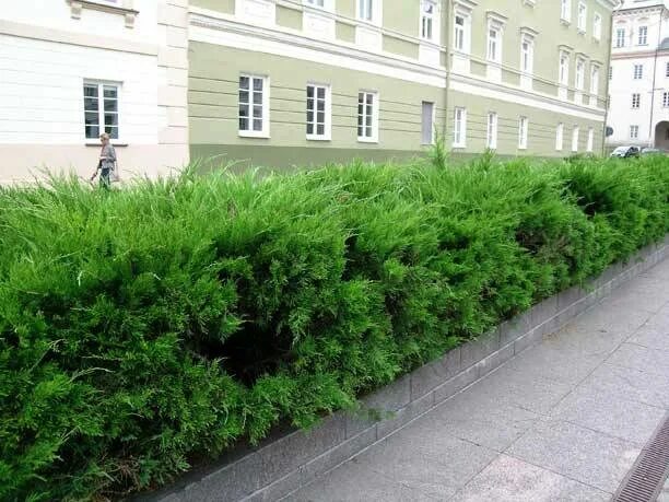 Можжевельник средний "Mint Julep" купить в питомнике растений Райский сад