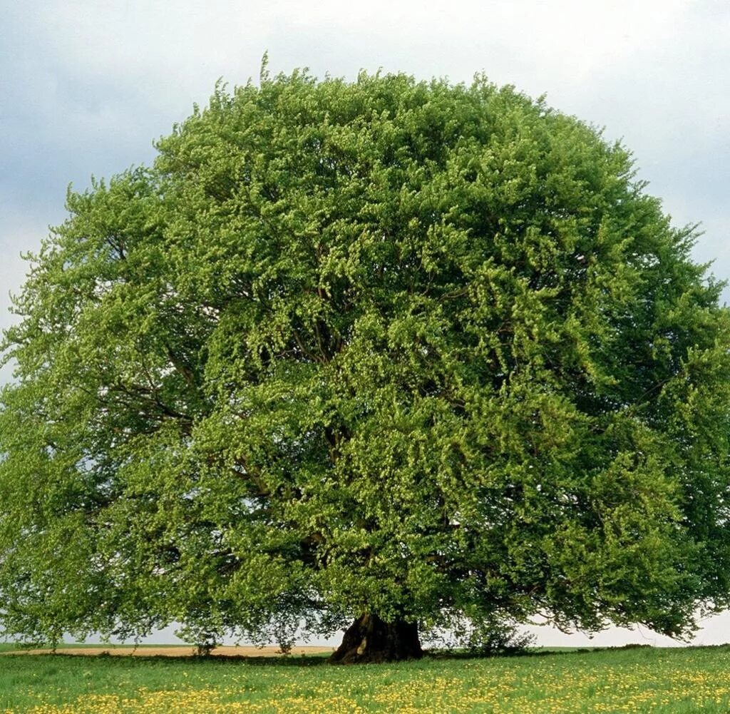 Baum und. Стацдер baum. baum133. baum co. inc.