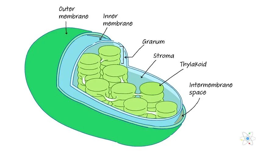 Хлоропласты имеют ядро. Строма тилакоид. Хлоропласт рисунок. Хлоропласты у бактерий. Строение хлоропласта рисунок.