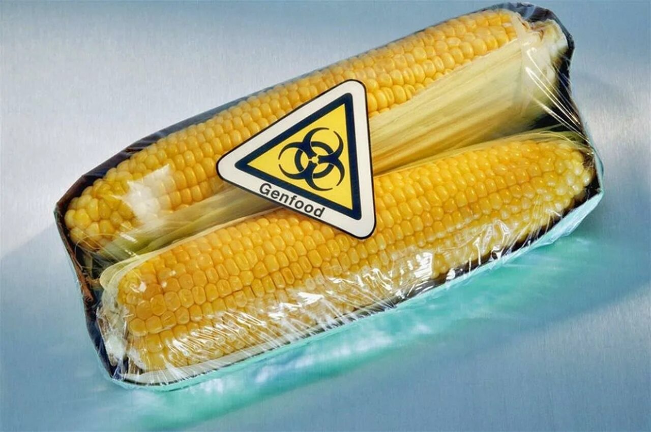 Гмо. Кукуруза до генной модификации. Сорт indian corn. Гмо сорта. Гмо сорта.
