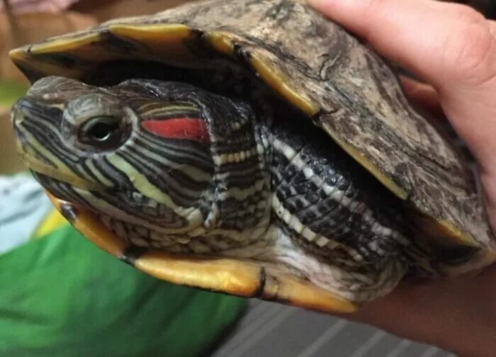 Красноухая черепаха хищная. Красноухая черепаха. Глаза красноухой черепахи. Красноухие Черепашки глаза. Красноухая черепаха сухопутная.