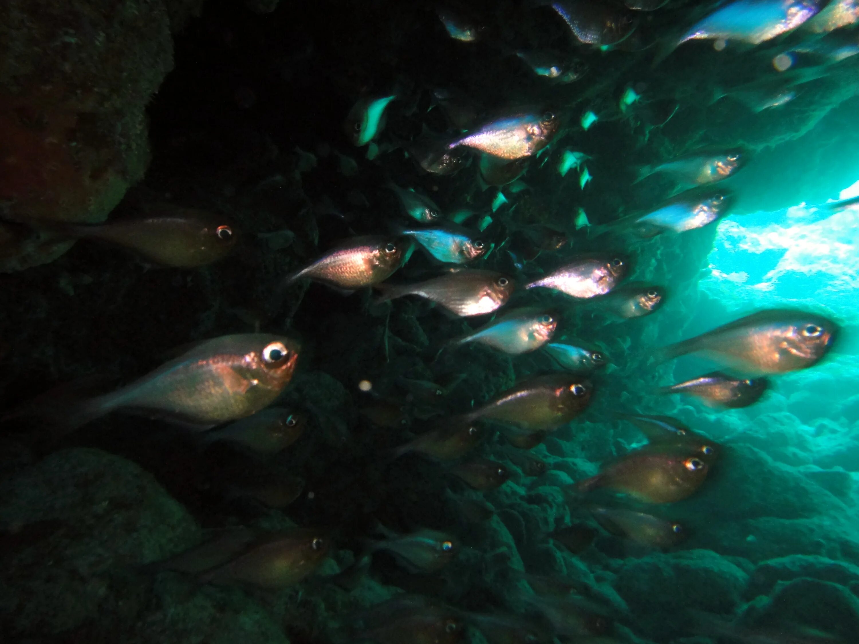 Fish inside fish. Sweeper fish. silver sweep fish.