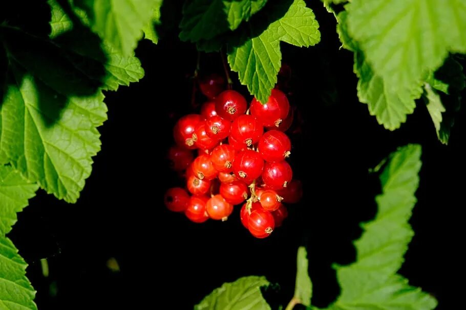 Цена черной красной смородины. Смородина красная - ribes rubrum. Ribes rubrum смородина красная куст. Красные ягоды. Смородина чёрная.