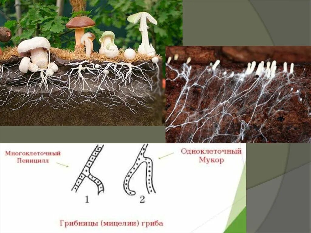 Корни грибов как называется. Грибница мицелий. Ценотический мицелий. Мицелий Грибное лукошко. Дикариотический мицелий.