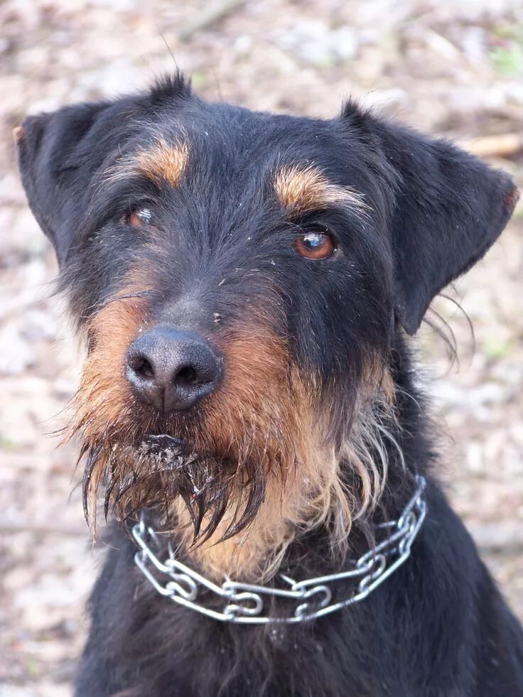 "Perseus" Male Jagdterrier owned by Zachary Swinehart Dog breeds, Terrier dogs, 