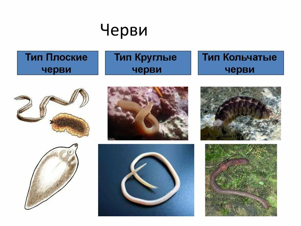 Кольчатые черви примеры животных названия. Кольчатые черви и плоские черви. Типы плоские черви круглые черви кольчатые черви. Тип плоские черви Тип круглые черви Тип кольчатые черви. 3 Типа червей.