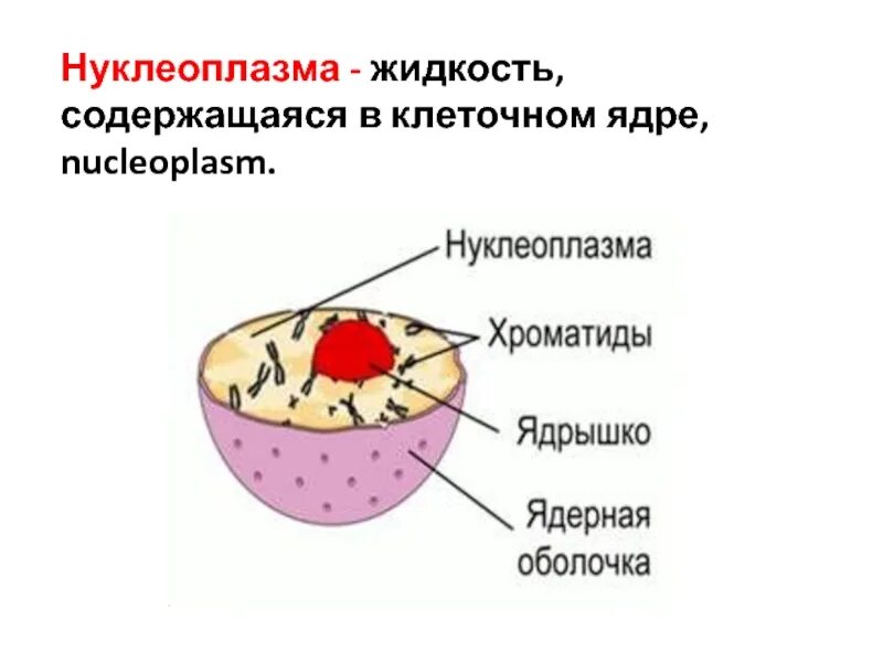Жидкость содержащая в клетках