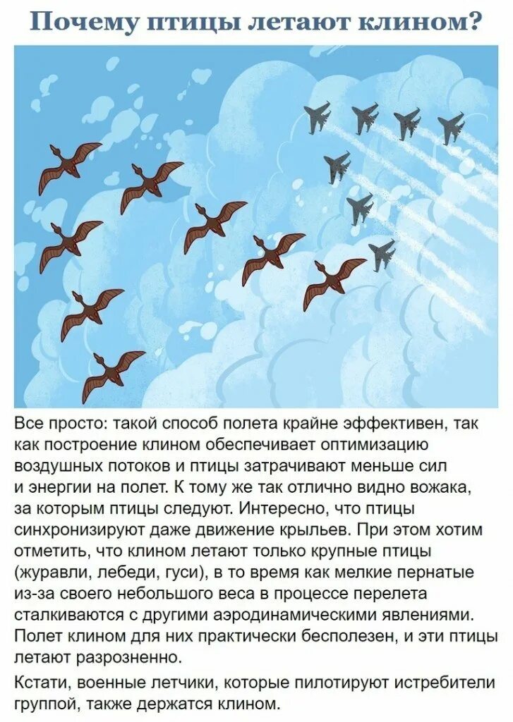 Зачем птицам. Почему птицы летают клином. Почему птицы летят клином. Зачем птицам летать. Как летают птицы.