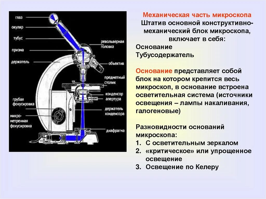 Какую функцию выполняет основание светового микроскопа. Механическая оптическая и осветительная часть микроскопа. Оптическая и механическая части микроскопа. Микроскоп механическая часть оптическая часть осветительная часть. К механической части микроскопа относят.