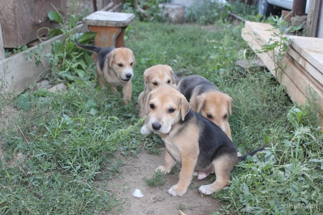 Абхаз авто. Алабай семья. Абхаз авто собаки. Абхаз авто. Официальный.