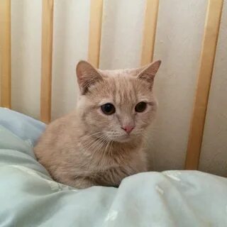 Персик животное