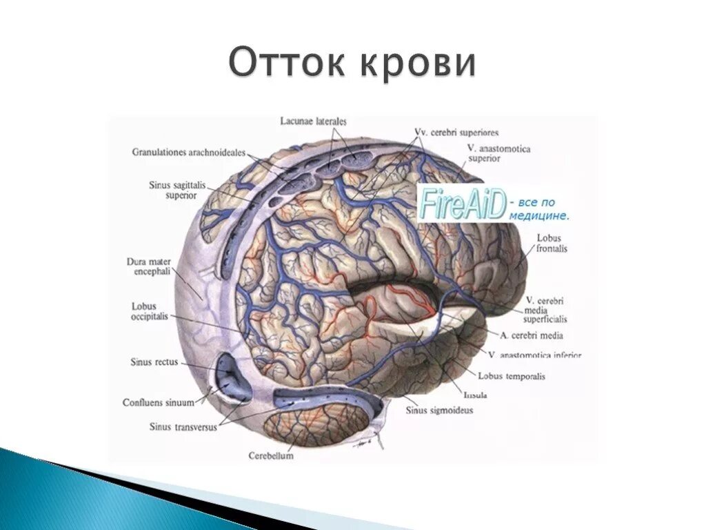 Отток крови от головного мозга. Приток и отток крови в головной мозг схема. Отток крови из головного мозга. Отток крови к головному мозгу.