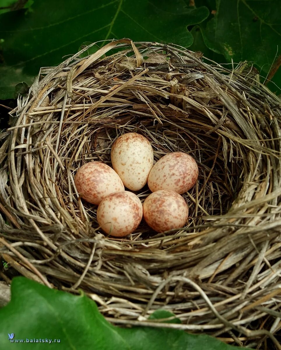 Яйца кукушки фото. Гнездо кукушки. Яйца кукушки. Кукушкино гнездо. Обыкновенная Кукушка гнездо.