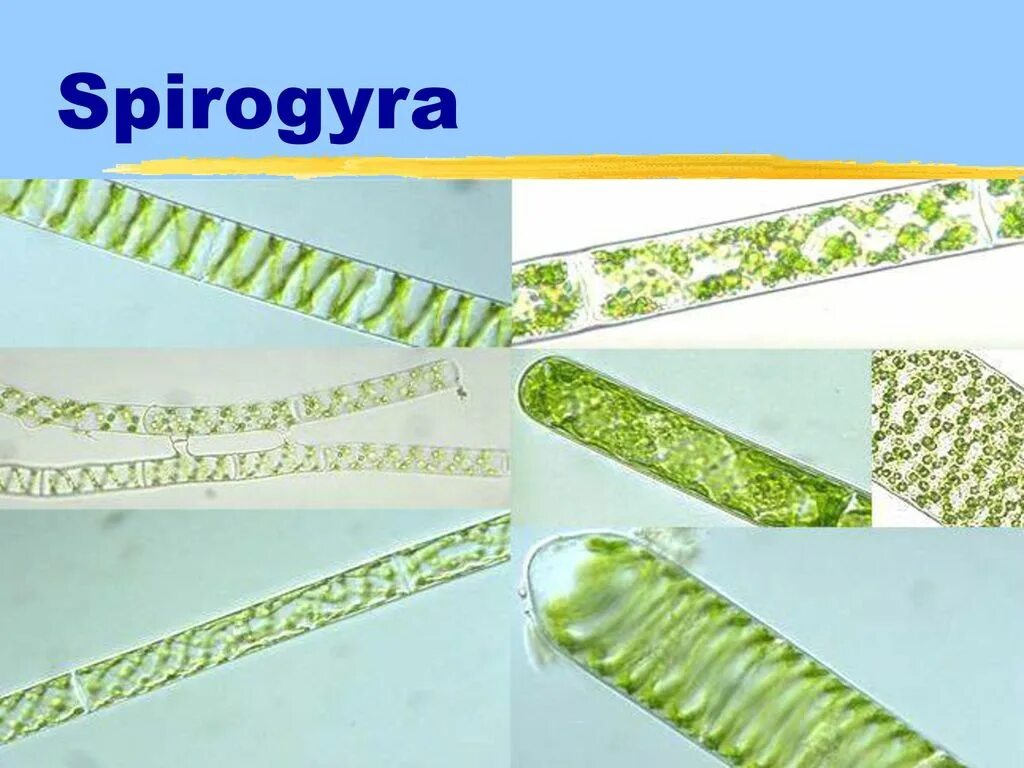 Спирогиру относят к. Спирогира водоросль. Спирогира среда обитания. Конъюгация спирогиры. Спирогира под микроскопом.