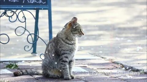 Коты на улице видео