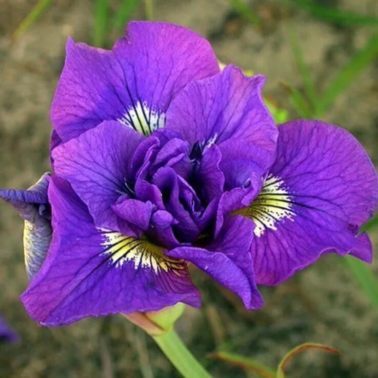 Ирис дабл стандарт. Ирис сибирский iris sibirica. ирис сибирский дабл стандарт. ирис сибирский double standard. ирис сибирский ‘дабл стандарт’ iris sibirica ‘double standards’.