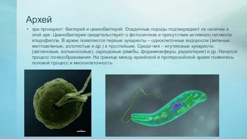 Цианобактерии Архей. Цианобактерия и археи. Бактерии цианобактерии архебактерии. Цианобактерии бациллы.