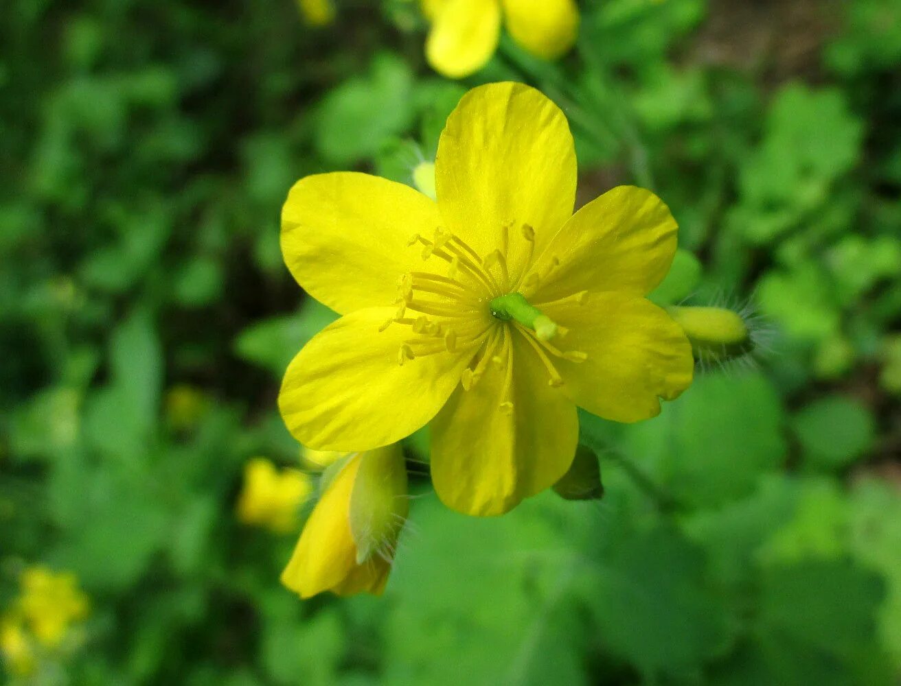 Chelidonium majus. Чистотел большой Chelidonium majus. Chelidonium. Хелидониум (чистотел).. Chelidonium majus - Papaveraceae. 43. Чистотел большой (Chelidonium majus.