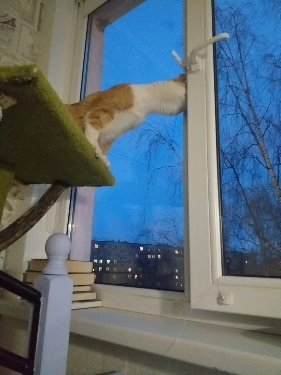 Кот открывает окно. Кот на окне. Кот открывает открывает окно. Открой окно душно.