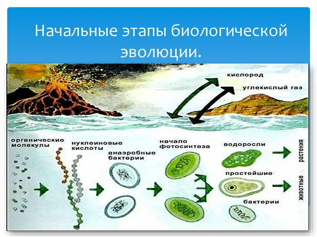 Возникновение жизни на земле теория биохимической эволюции. Гипотеза химической эволюции. Начальные этапы биологической эволюции. Схема гипотезы происхождения жизни на земле.