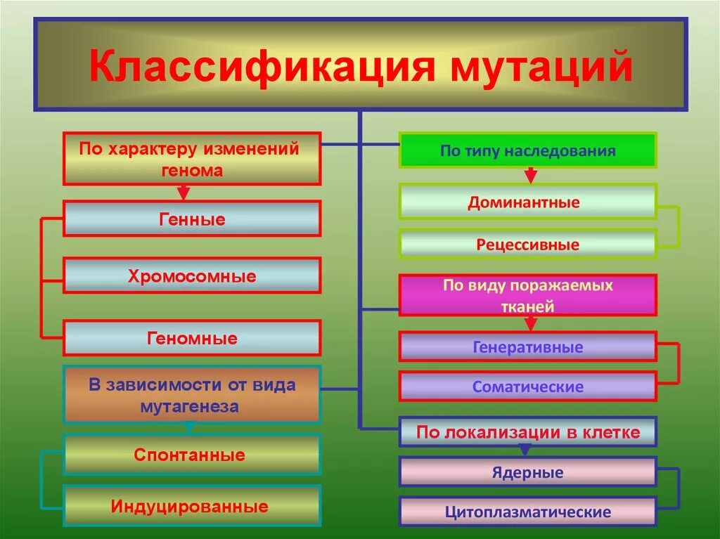 Классификация генных мутаций таблица. Классификация мутаций генные хромосомные геномные. Классификация типов мутаций. Мутации классификация мутаций.