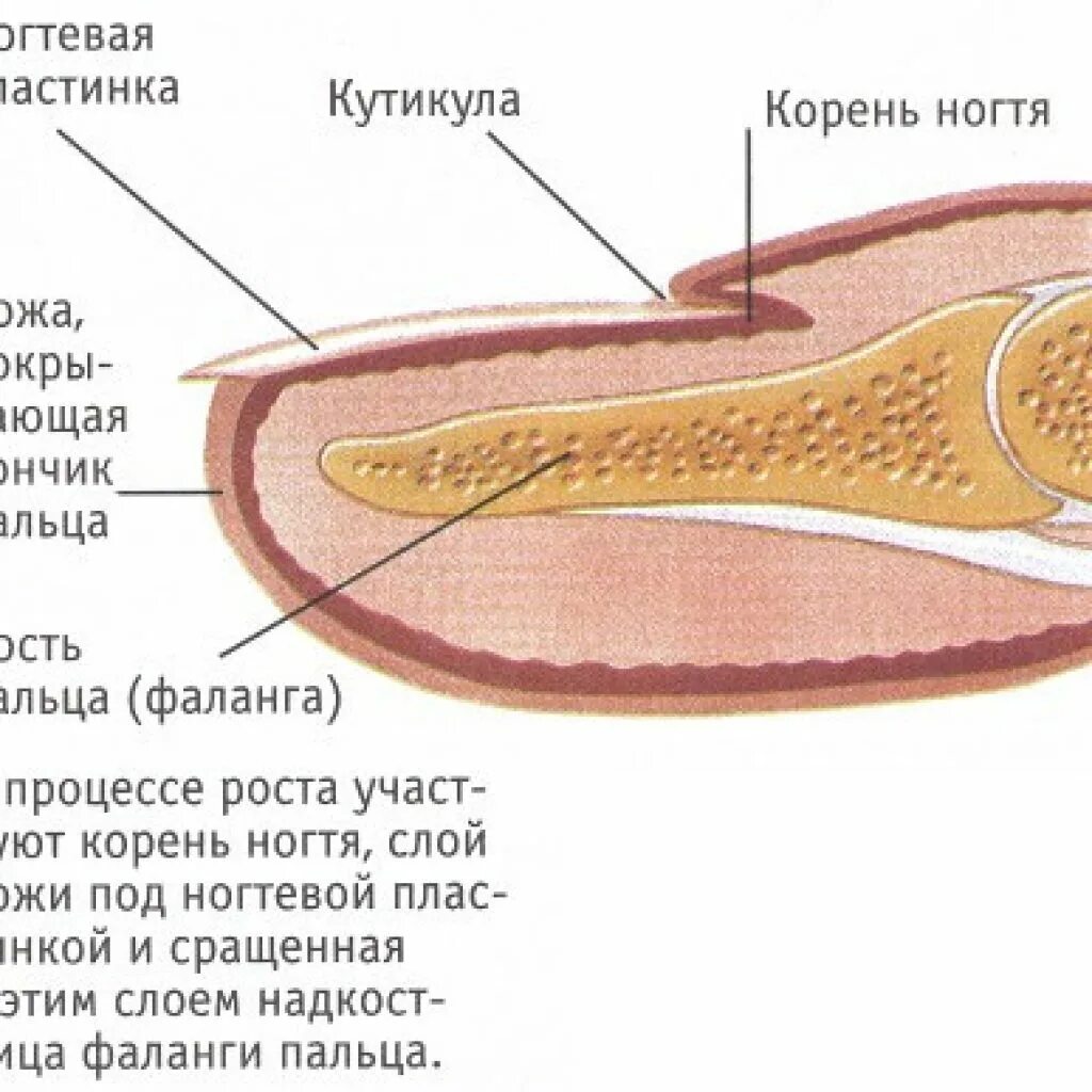 Анатомическое строение ногтей физиология ногтей. Где растут ногти. Анатомическое строение ногтя. Строение ногтя человека. Структура ногтевой пластины.